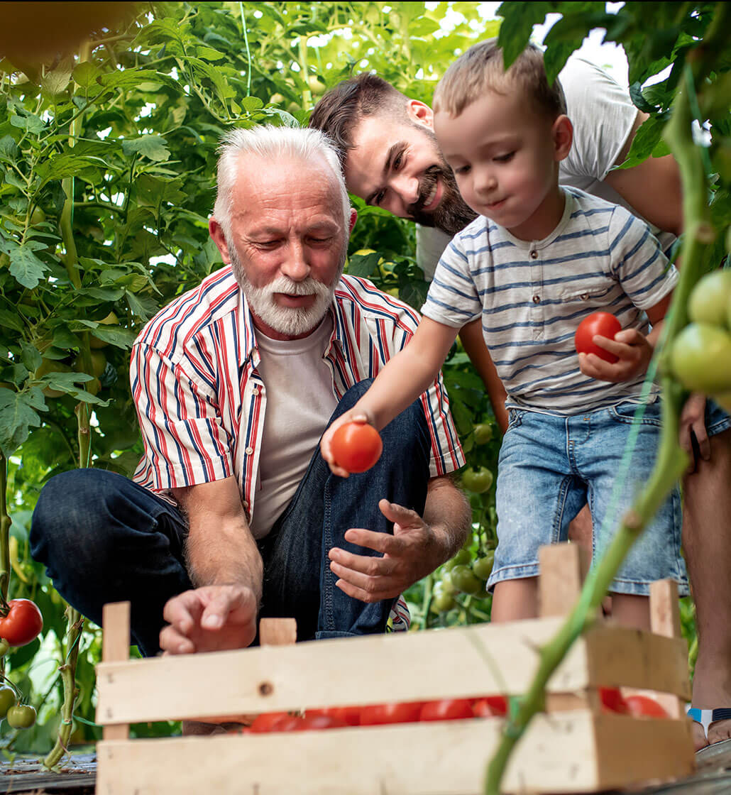 Three generations of men: a father, with his son and toddler grandson, harvest fresh tomatoes and put them in a crate.